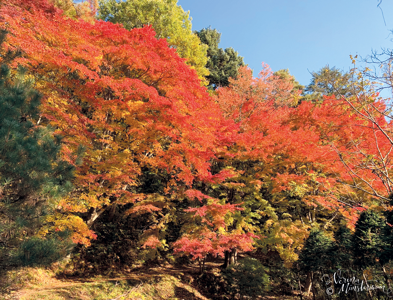 verenamuenstermann - japan - reise - laubfaerbung