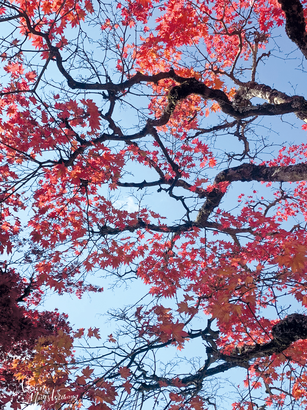 nach-Japan-reisen_tokio_laubfaerbung_verenamuenstermann